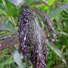 674600-panicum-miliaceum-violaceum