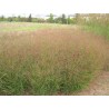 674650-panicum-virgatum
