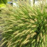 674907-pennisetum-alopecuroides-gelbstiel