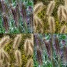 674920-pennisetum-alopecuroides-paul-giant