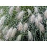 675050-pennisetum-villosum