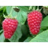 818620-braamboos-tayberry-buckingham