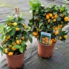 819062-calamondin
