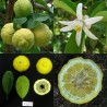 819085-citronelle