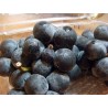 820140-blauwe-buitendruif-dirju-early-campbell-ontario