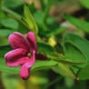 831753-jasmijnthee-chinese