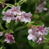 831756-roze-jasmijn