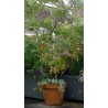 846510-tomatenspiraal-verzinkt