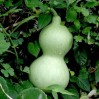 121590-kalebas-microcarpa
