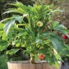 203990-okra-baby-bubba-f1
