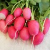228510-radijs-pink-lady-slipper
