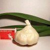 306115-knoflook-printanor