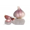 306153-knoflook-violet-cadours-germidour