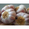 306321-spiraalknoflook-rose-lautrec-edenrose