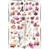 306350-collectie-knoflook-wereldcollectie