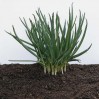 308700-stengelui-welsh-green-wild-form