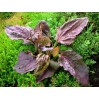 368700-weegbree-rode-grote-rode