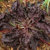 368710-weegbree-rode-purple-perversion