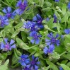 511980-centaurea-cyanoides-blue-carpet