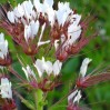514360-cleome-monophylla-solo-light-pink