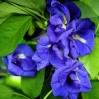 514370-clitoria-ternatea-double-blue