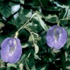 514371-clitoria-ternatea-pale-blue