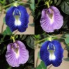 514372-clitoria-ternatea-the-blues