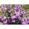 514450-collinsia-heterophylla-bicolor