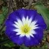 514530-convolvulus-tricolor-royal-ensign