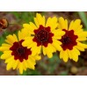 514620-coreopsis-tinctoria-bicolor