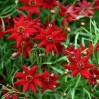 514630-coreopsis-tinctoria-mahagony-midget-amulet