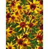 514640-coreopsis-tinctoria-mardi-gras