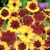 514655-coreopsis-tinctoria-goldenwave-mixed