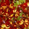 514660-coreopsis-tinctoria-roulette
