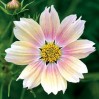 514692-cosmos-bipinnatus-apricot-lemonade