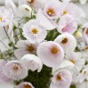 514696-cosmos-bipinnatus-cupcakes-blush