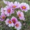 514700-cosmos-bipinnatus-daydream
