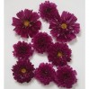 514702-cosmos-bipinnatus-double-click-cranberries