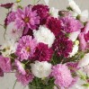 514703-cosmos-bipinnatus-double-click-mix