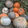 515265-cucurbita-maxima-hokkaido-mix