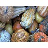 515320-cucurbita-pepo-fancy-warted-mixed