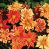 516370-dahlia-variabilis-sunny-reggae