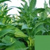 542537-nicotiana-tabacum-ohio-dutch