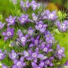 543250-nigella-garidella-blue-stars