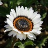 559870-venidium-fastuosum-black-white