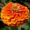 561915-zinnia-elegans-queeny-pure-orange