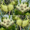 575130-asclepias-fruticosus