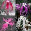 584855-dianthus-superba-topmix-beards