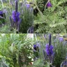 594120-lavandula-multifida-spanish-eyes