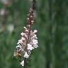 595502-linaria-purpurea-canon-went